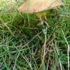 Grzybobranie 18.09.17